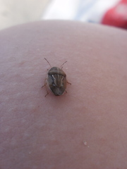 Neottiglossa flavomarginata