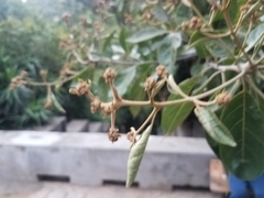 Cordia alliodora