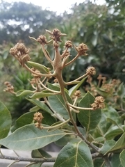 Cordia alliodora