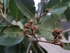 Cordia alliodora