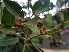 Cordia alliodora