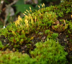 Macrocoma lycopodioides