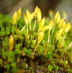 Macrocoma lycopodioides