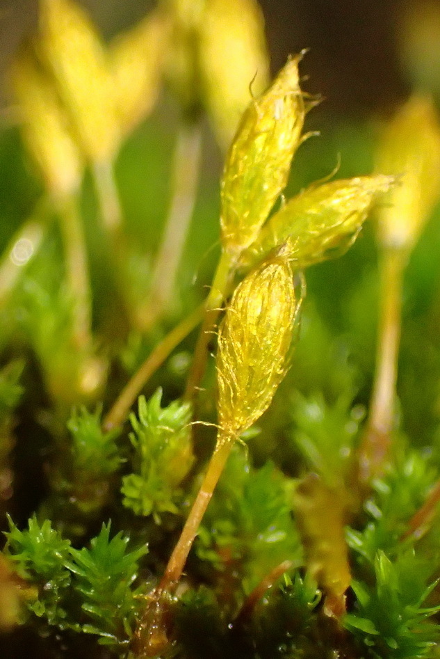 Macrocoma lycopodioides
