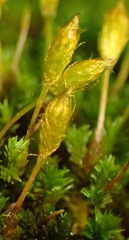 Macrocoma lycopodioides