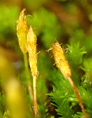 Macrocoma lycopodioides