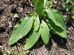 Cirsium heterophyllum