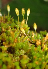 Macrocoma lycopodioides