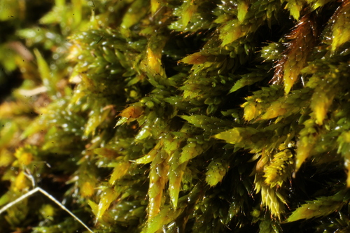 Rhacocarpus purpurascens