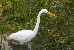 Ardea alba