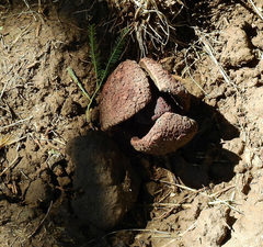 Prosopanche americana