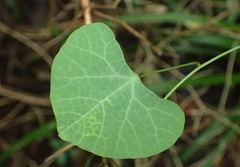 Cissampelos torulosa