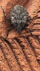 Brochymena affinis