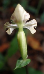 Disperis lindleyana