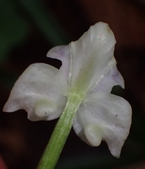 Disperis lindleyana