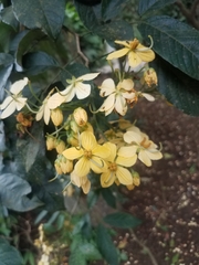 Senna hayesiana