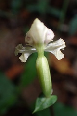 Disperis lindleyana