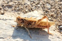 Dociostaurus maroccanus