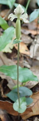 Disperis lindleyana