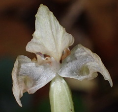 Disperis lindleyana