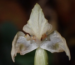 Disperis lindleyana
