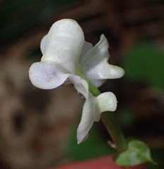 Disperis lindleyana