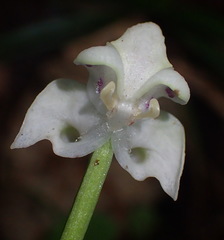 Disperis lindleyana