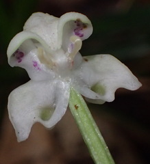 Disperis lindleyana