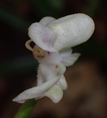 Disperis lindleyana