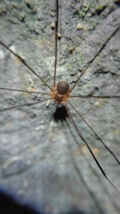 Amilenus aurantiacus