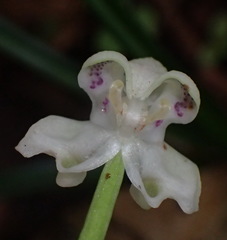 Disperis lindleyana