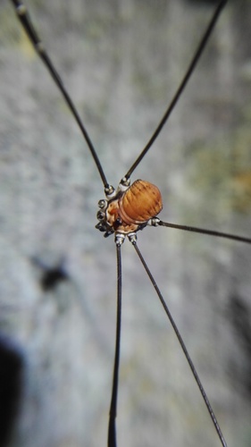 Leiobunum limbatum, 2747 Corcelles, Suisse, photo 9 of 10