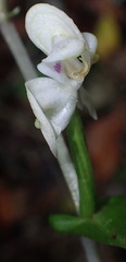 Disperis lindleyana