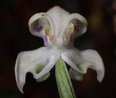 Disperis lindleyana
