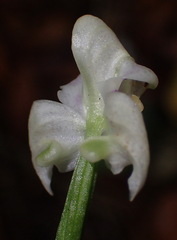 Disperis lindleyana