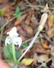 Disperis lindleyana