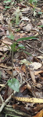 Disperis lindleyana