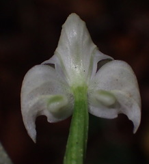 Disperis lindleyana