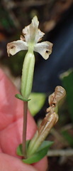 Disperis lindleyana