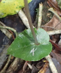 Disperis lindleyana