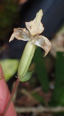 Disperis lindleyana