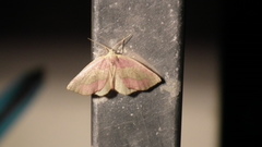 Drepanogynis biviaria