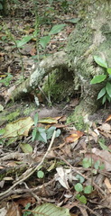 Disperis lindleyana