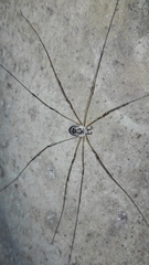 Amilenus aurantiacus