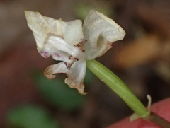 Disperis lindleyana