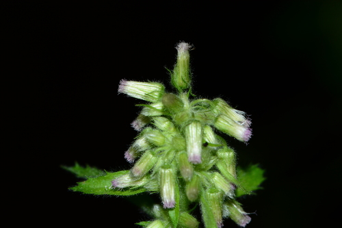 Perrottetia