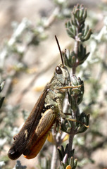 Chorthippus vagans