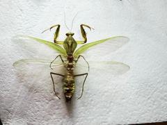 Rhombodera