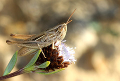 Euchorthippus elegantulus