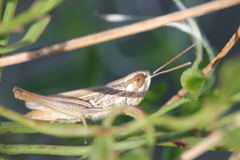 Euchorthippus elegantulus